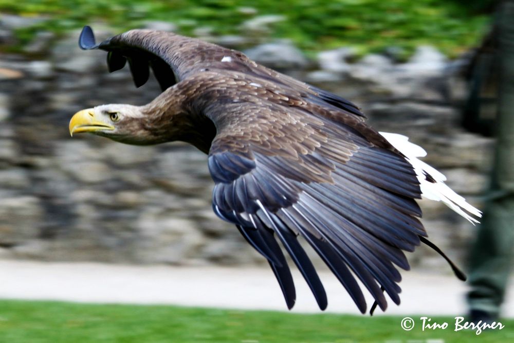 "Geier"-Sturzflug Teil 2