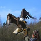 Geier Sturzflug...dabei war es ein Adler ;-)