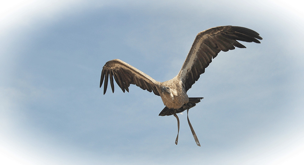 geier-sturzflug.......lach