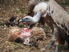 Geier teilen sich Schafsschenkel