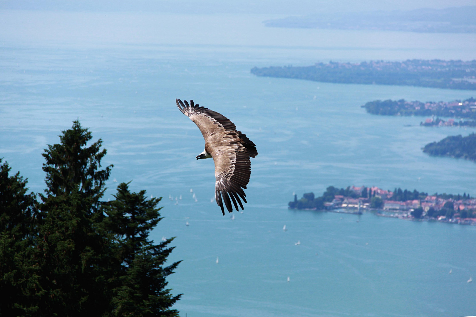 Geier über Lindau