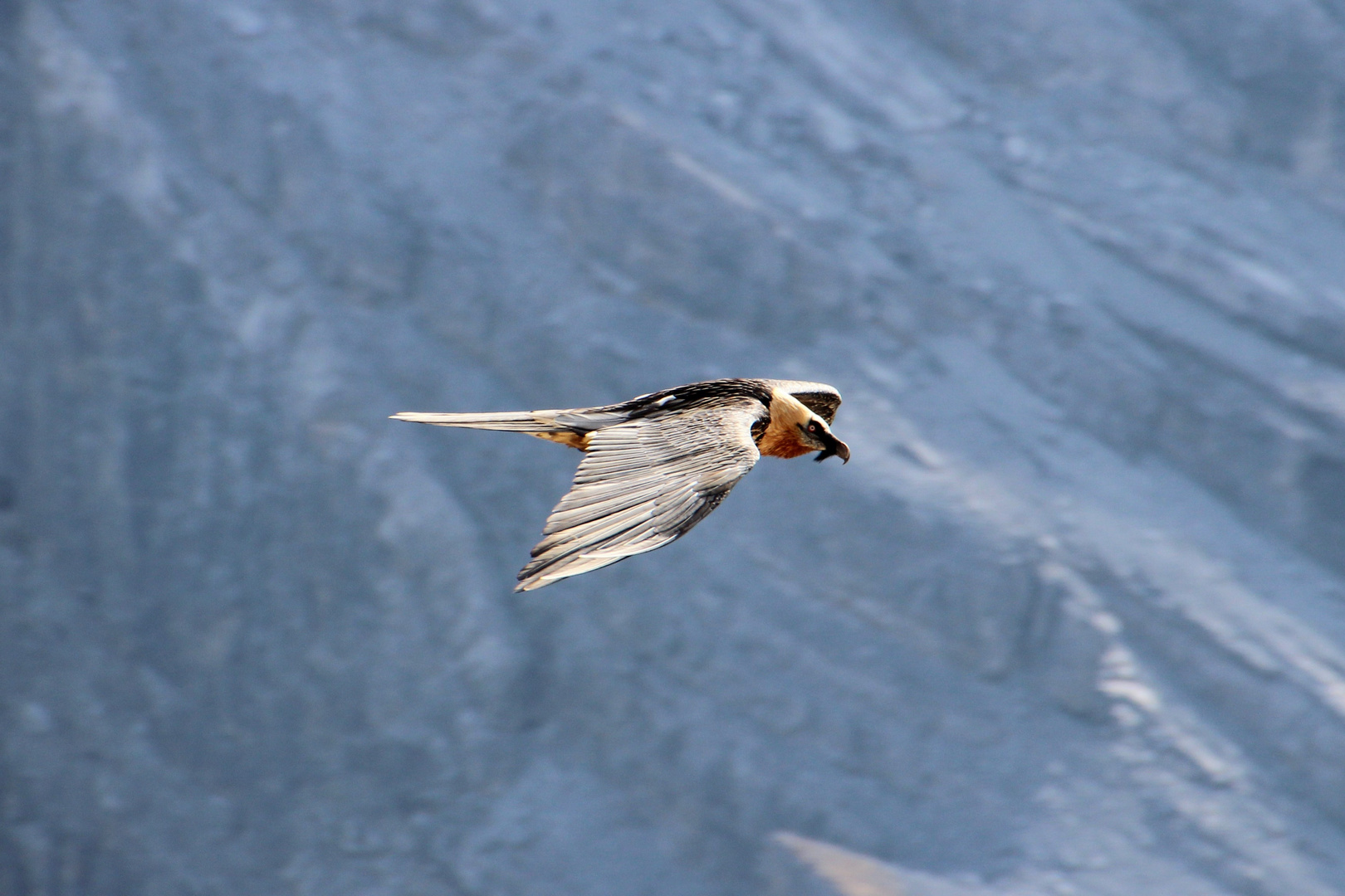 Geier umkreist das Alpinidorf