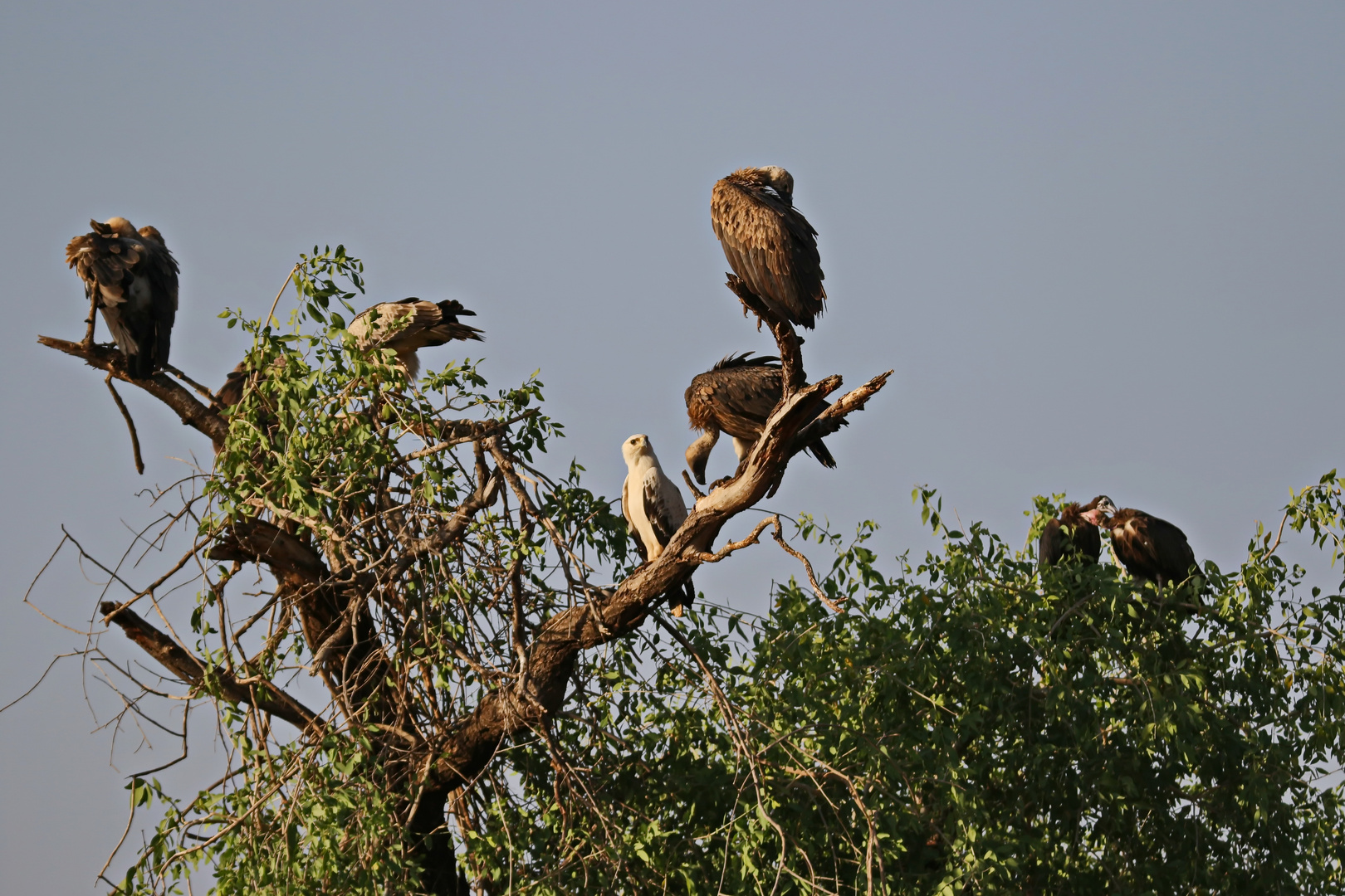 Geier und Adler