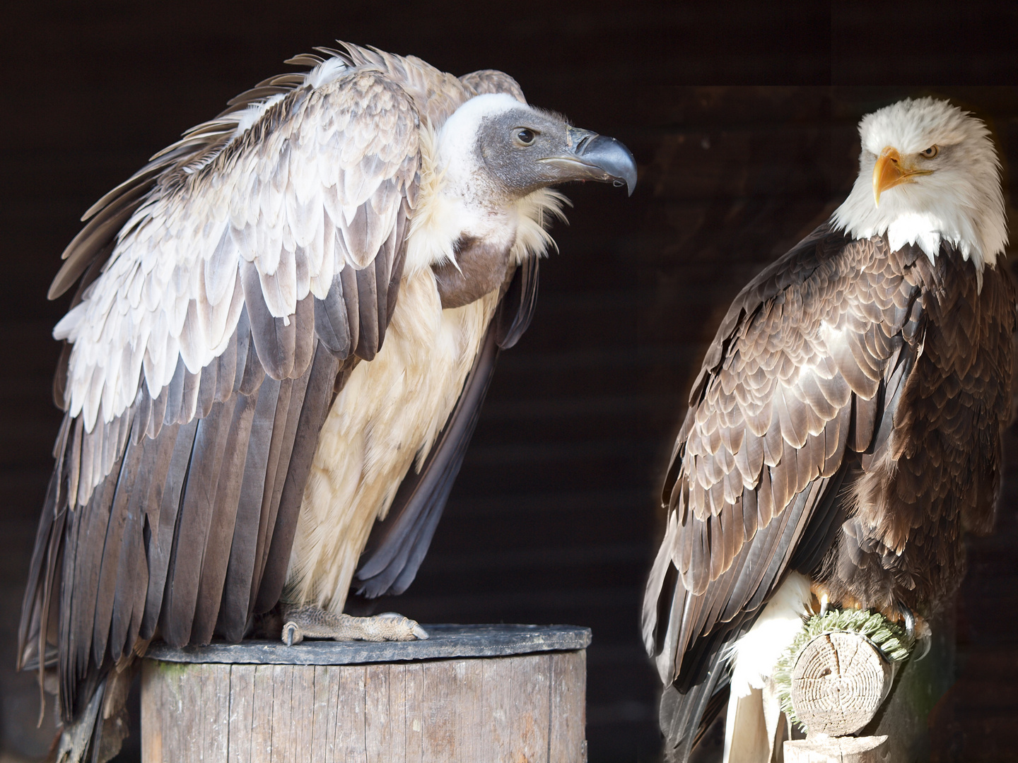 Geier und Adler