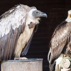 Geier und Adler