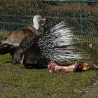 Geier und Stachelschwein - ein seltsames Paar