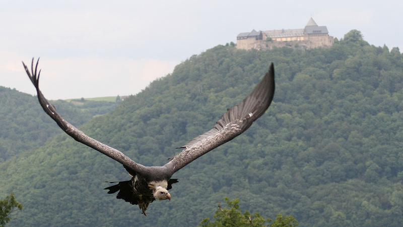 Geier vor´m Schloss Waldeck