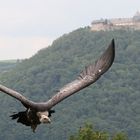 Geier vor´m Schloss Waldeck