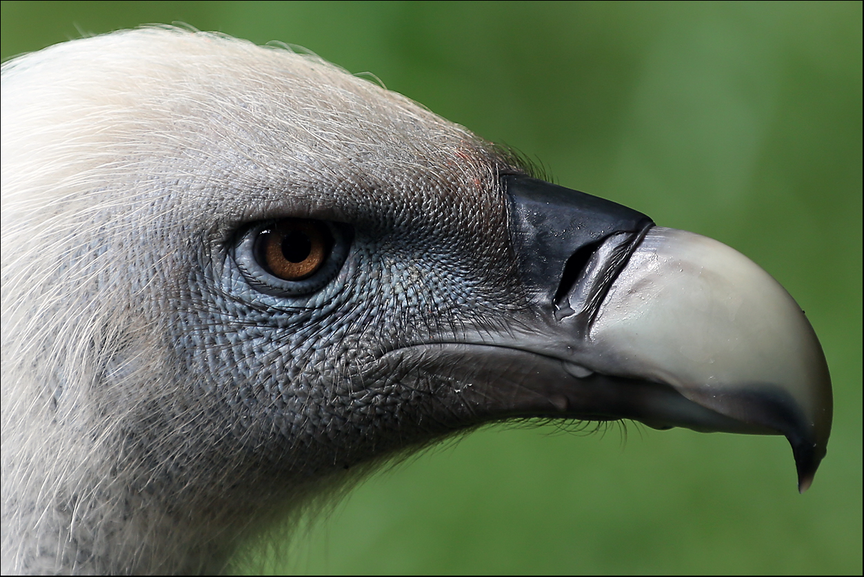 Geier ZOO Duisburg