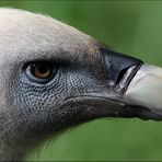 Geier ZOO Duisburg