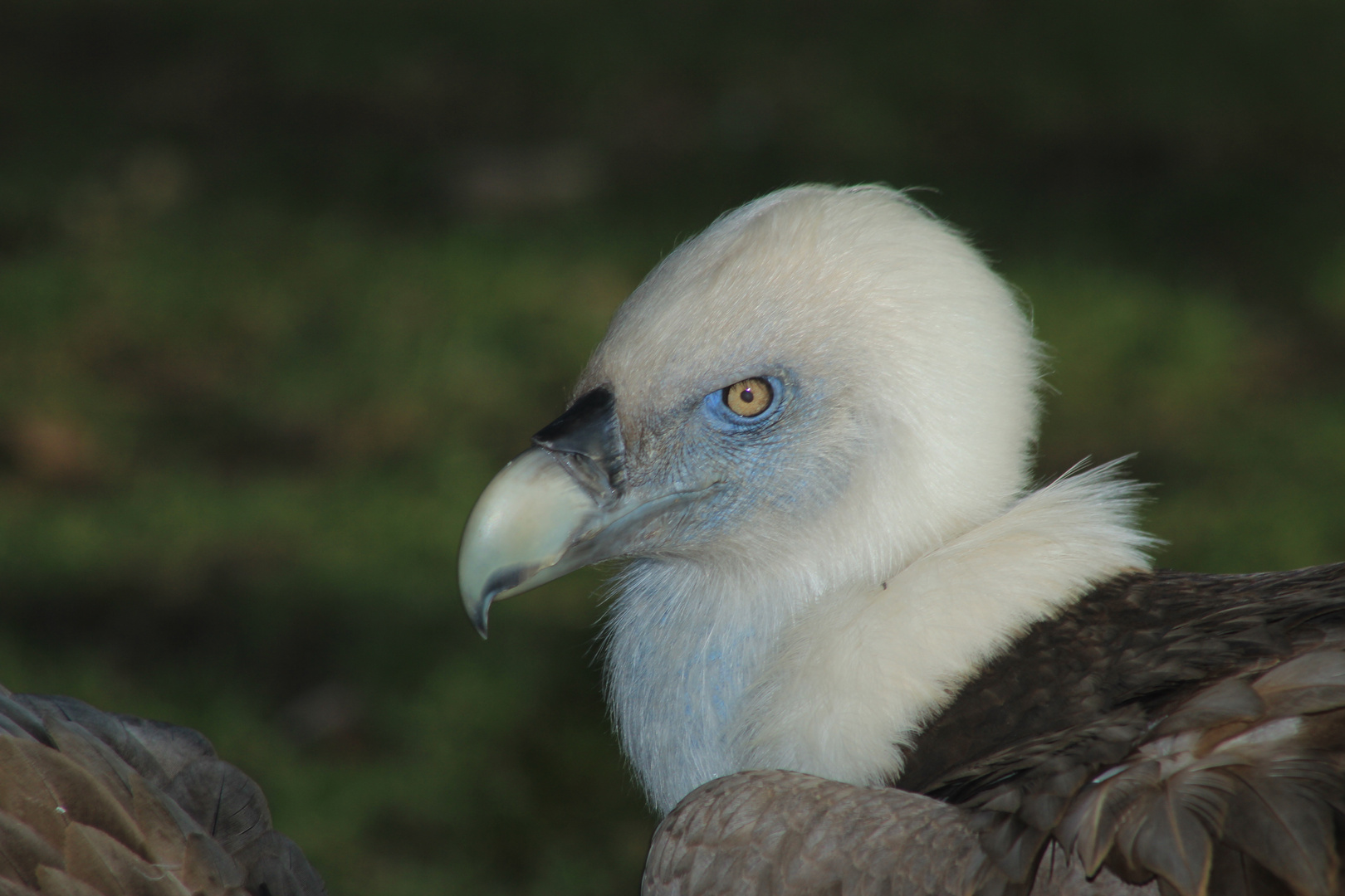 Geier Zoo Duisburg