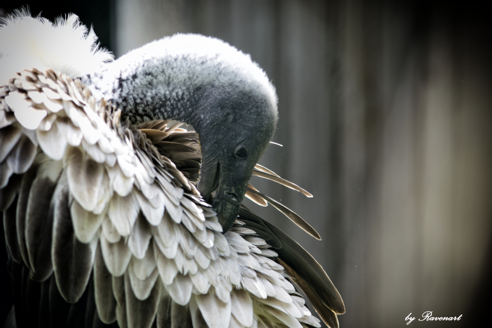 Geier, zu unrecht Vögel mit schlechtem Ruf