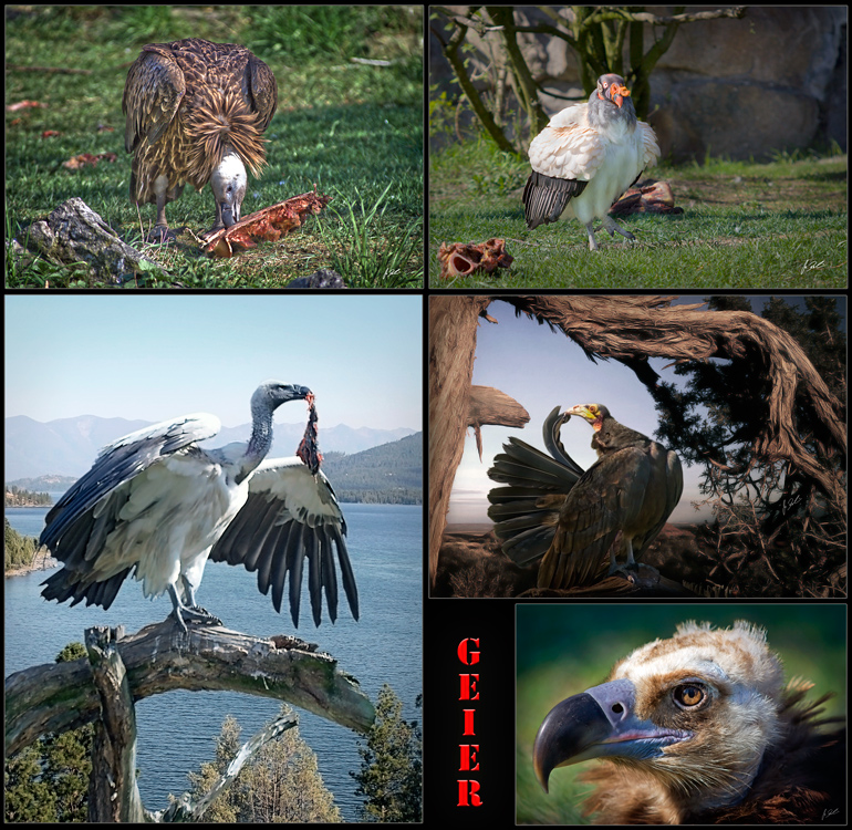 Geiercollage aus dem Tierpark Berlin