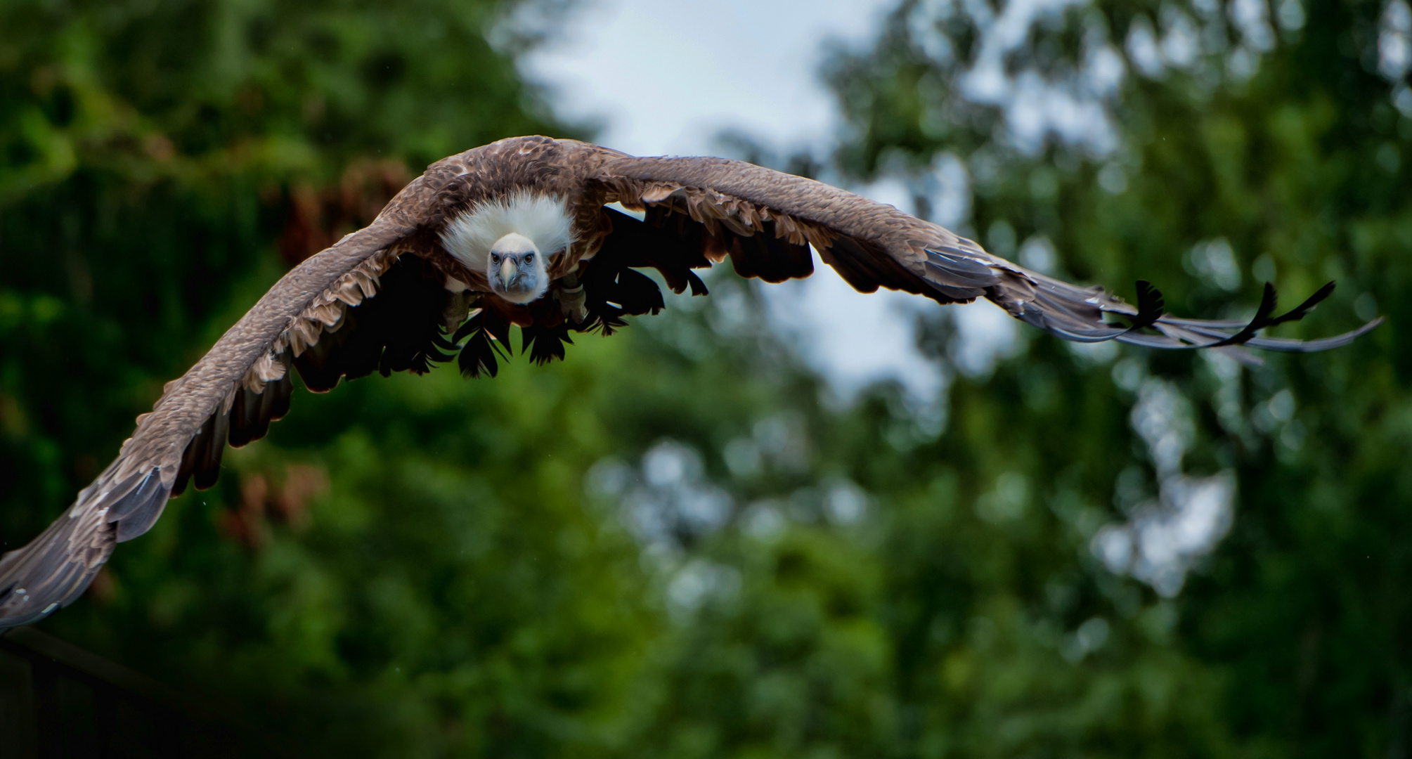 Geierflug