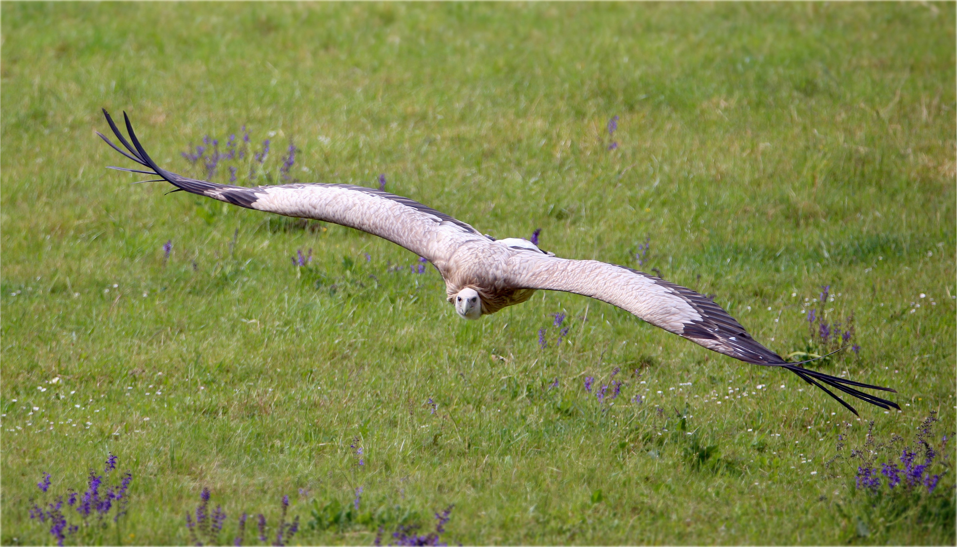 Geierflug