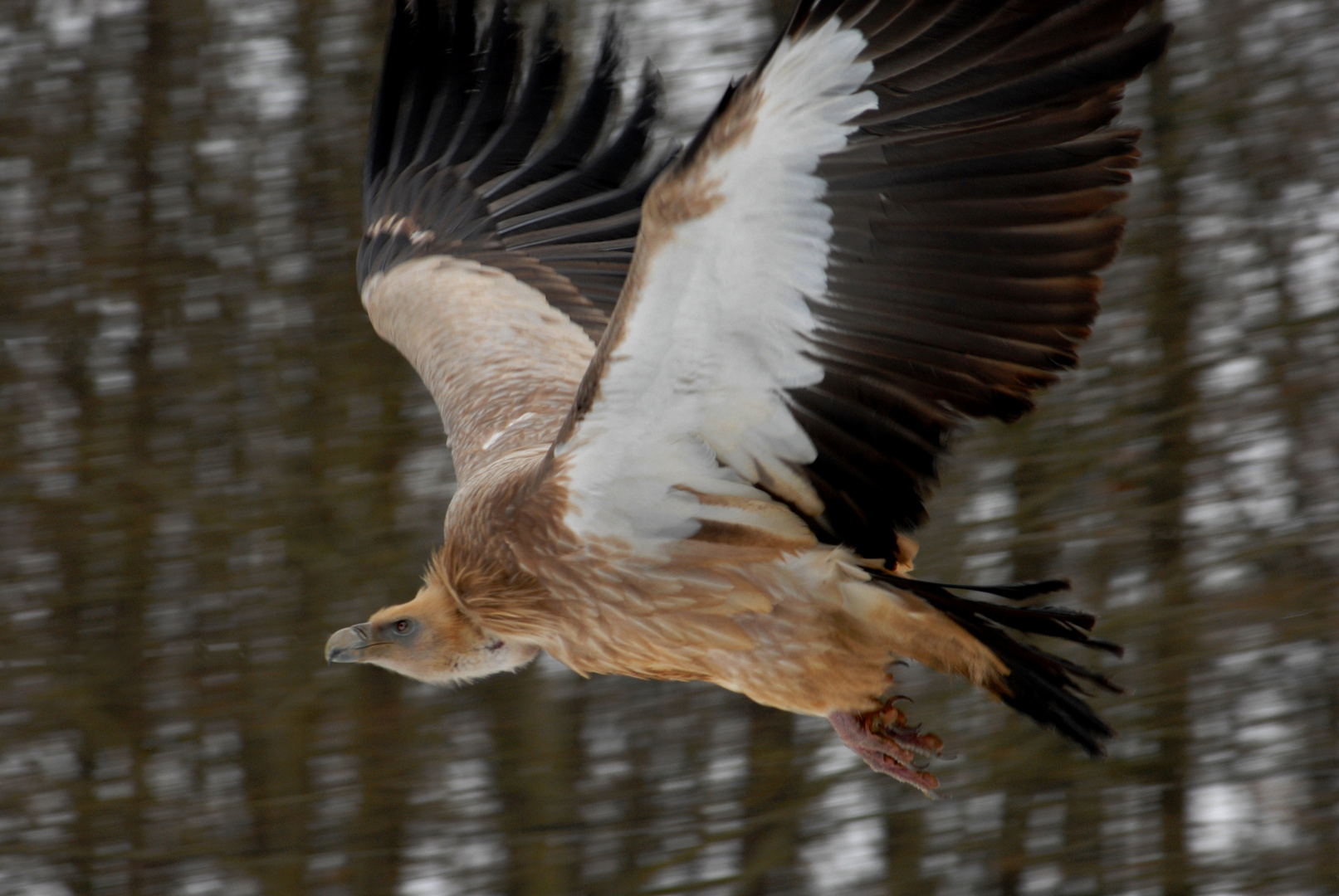 Geierflug