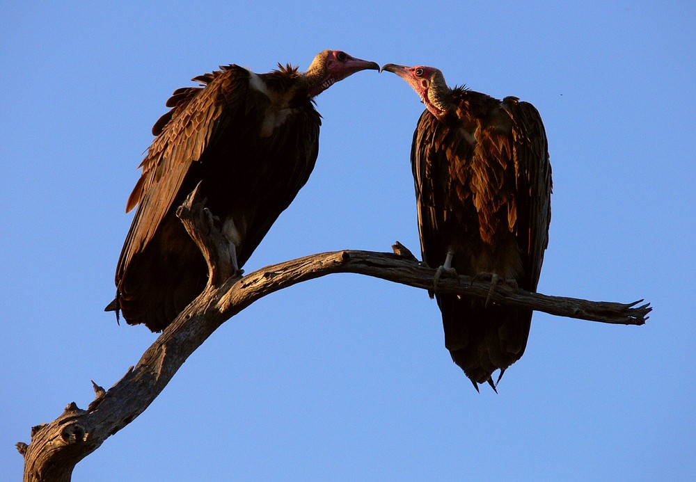 Geierliebe, Selati Game Reserve, Südafrika