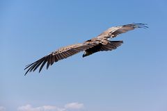 Geier(nicht Sturz)flug