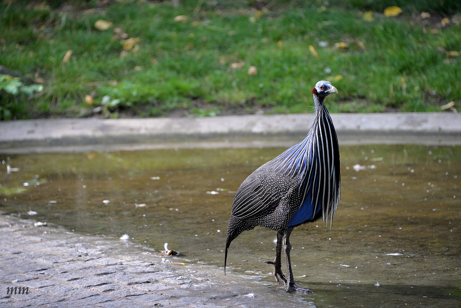 Geierperlhuhn