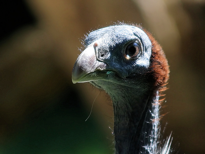 Geierperlhuhn