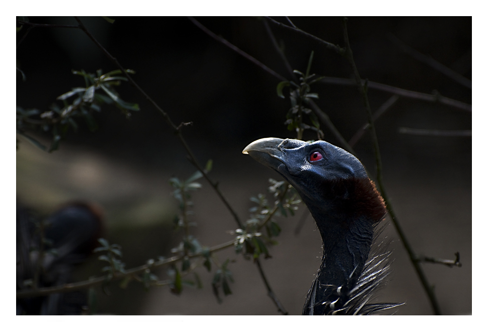 Geierperlhuhn