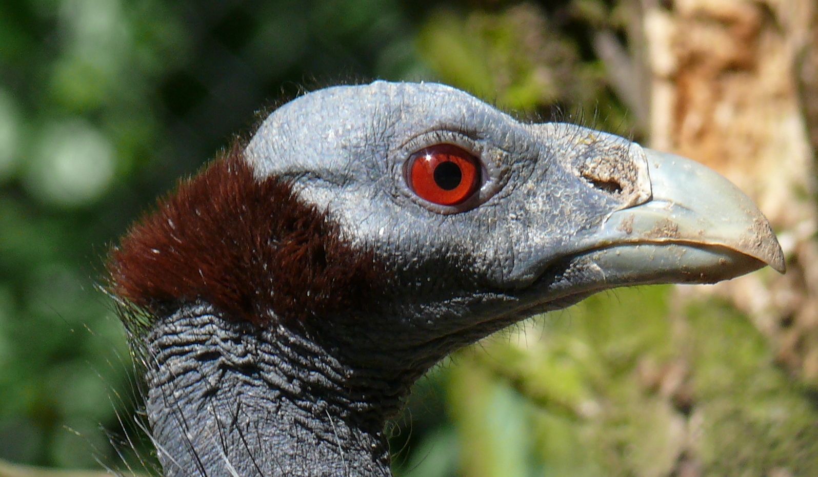 Geierperlhuhn