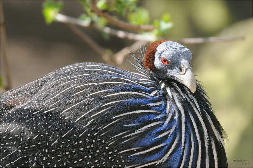 Geierperlhuhn