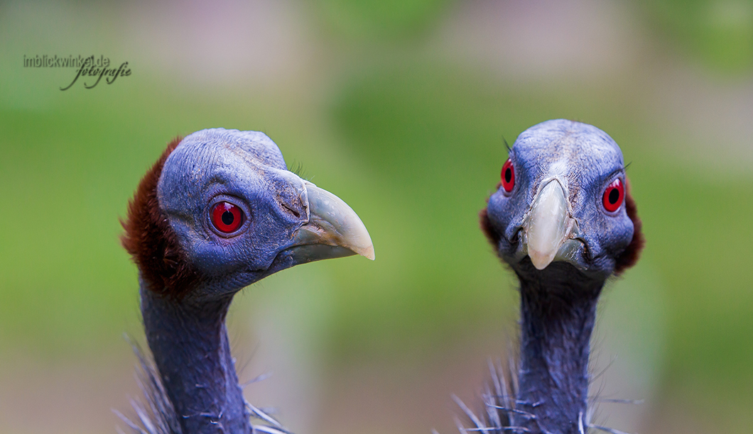 Geierperlhuhn