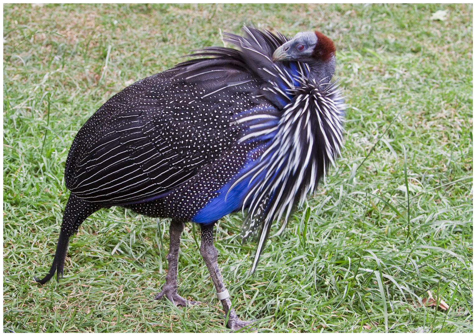 Geierperlhuhn