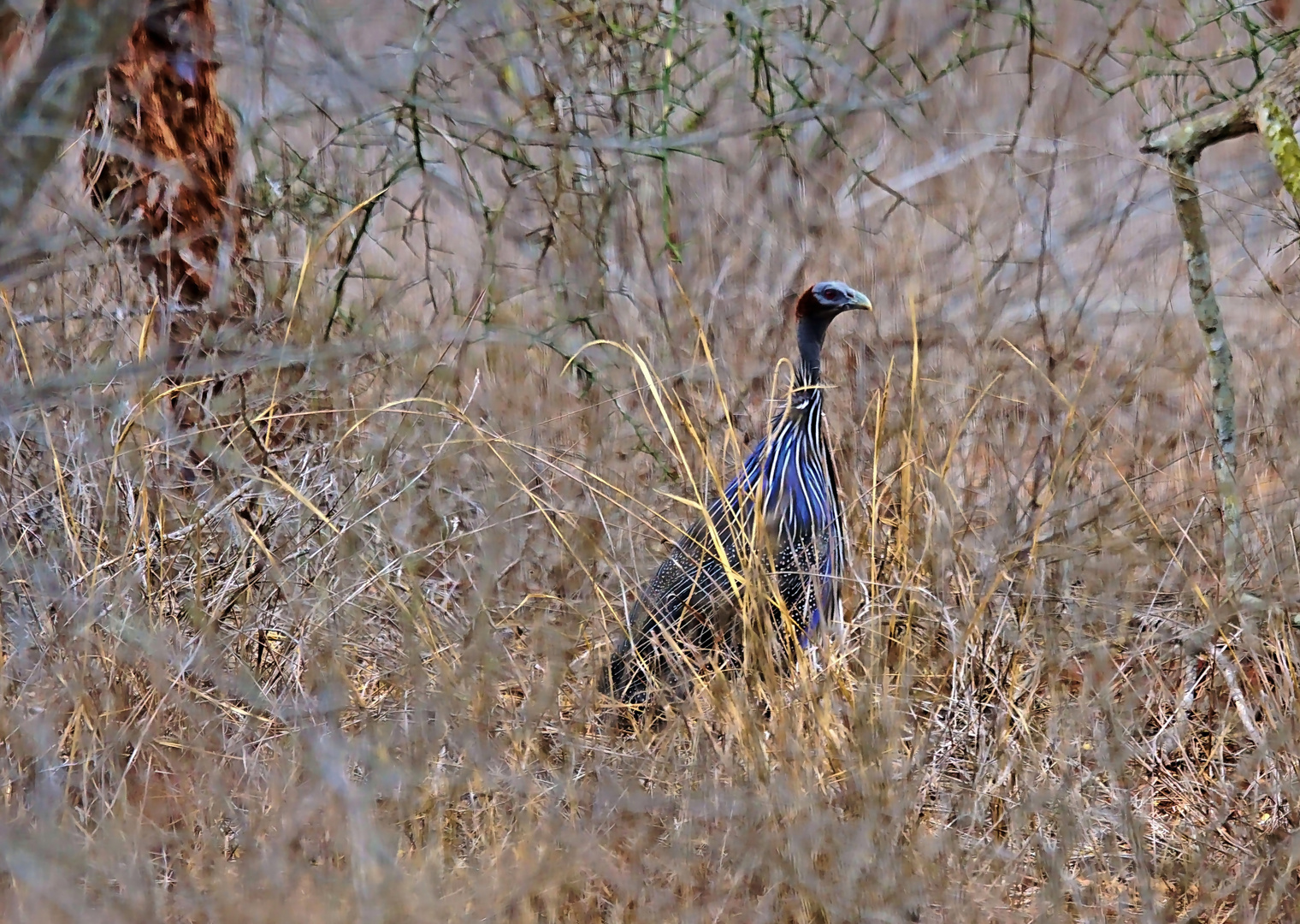 Geierperlhuhn Foto & Bild | world, africa, tanzania Bilder auf ...