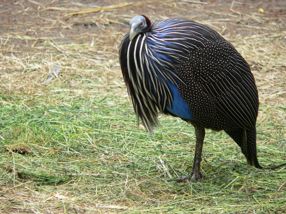 Geierperlhuhn