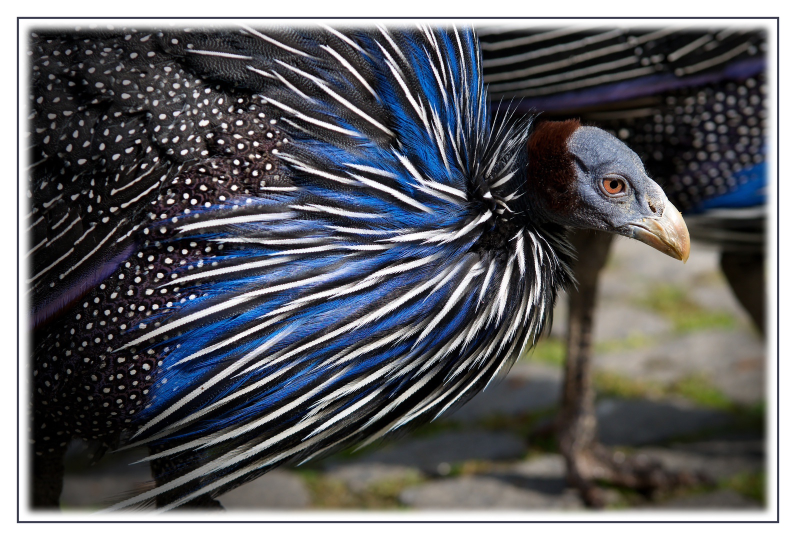 Geierperlhuhn Foto & Bild | tiere, zoo, wildpark & falknerei, vögel ...