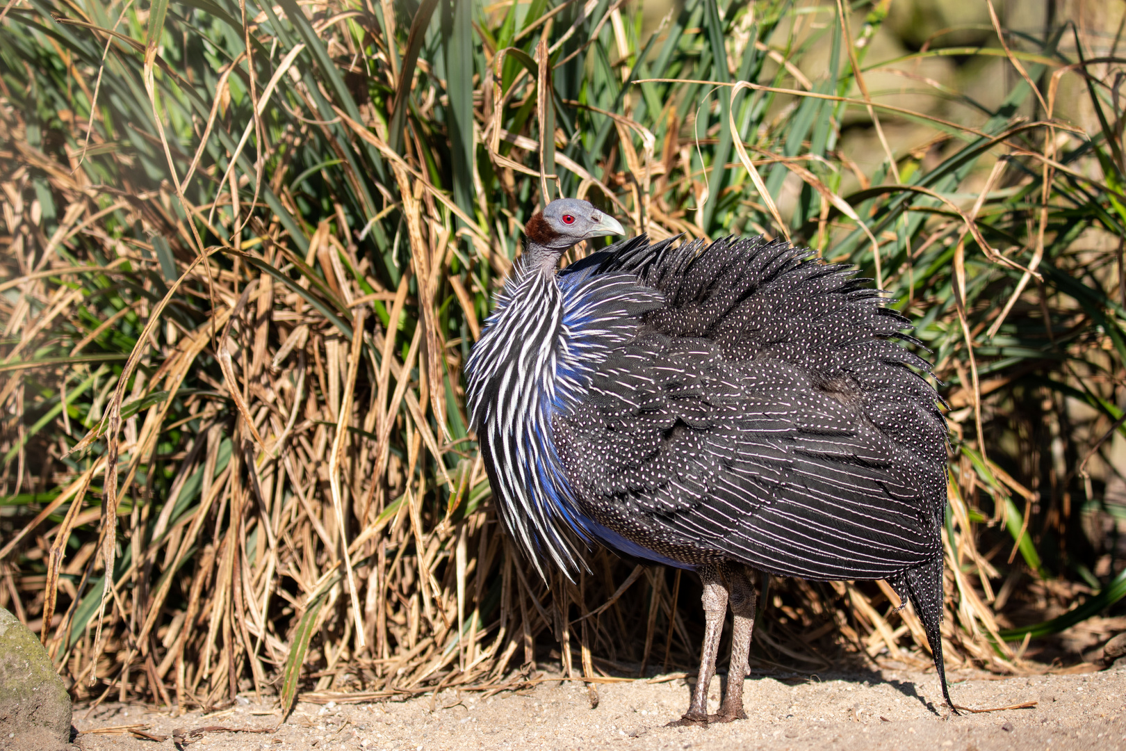 Geierperlhuhn