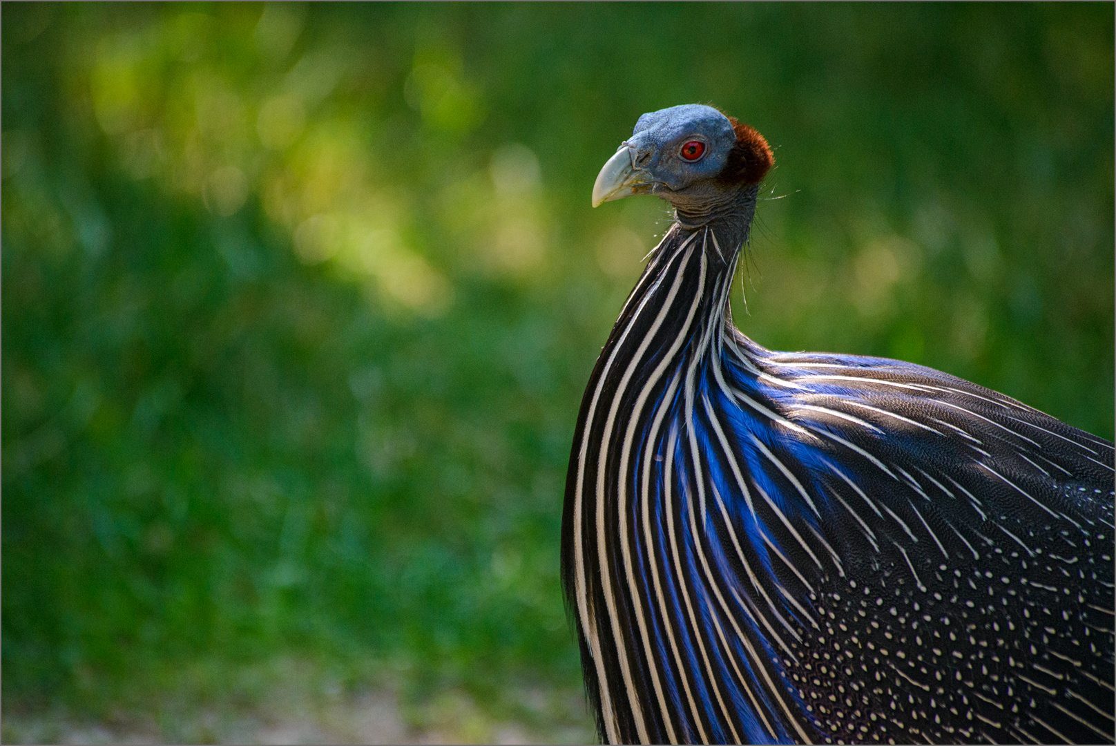 Geierperlhuhn