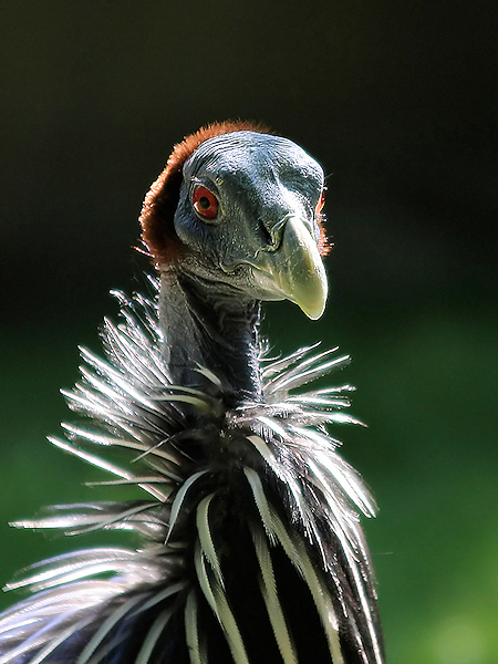 Geierperlhuhn