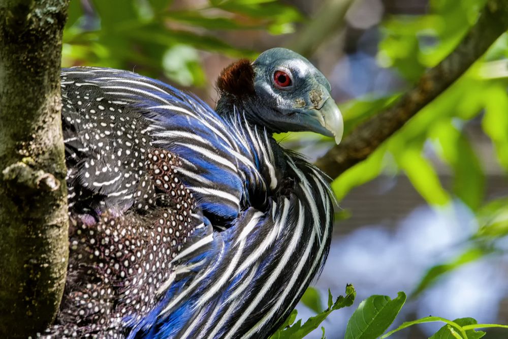 Geierperlhuhn