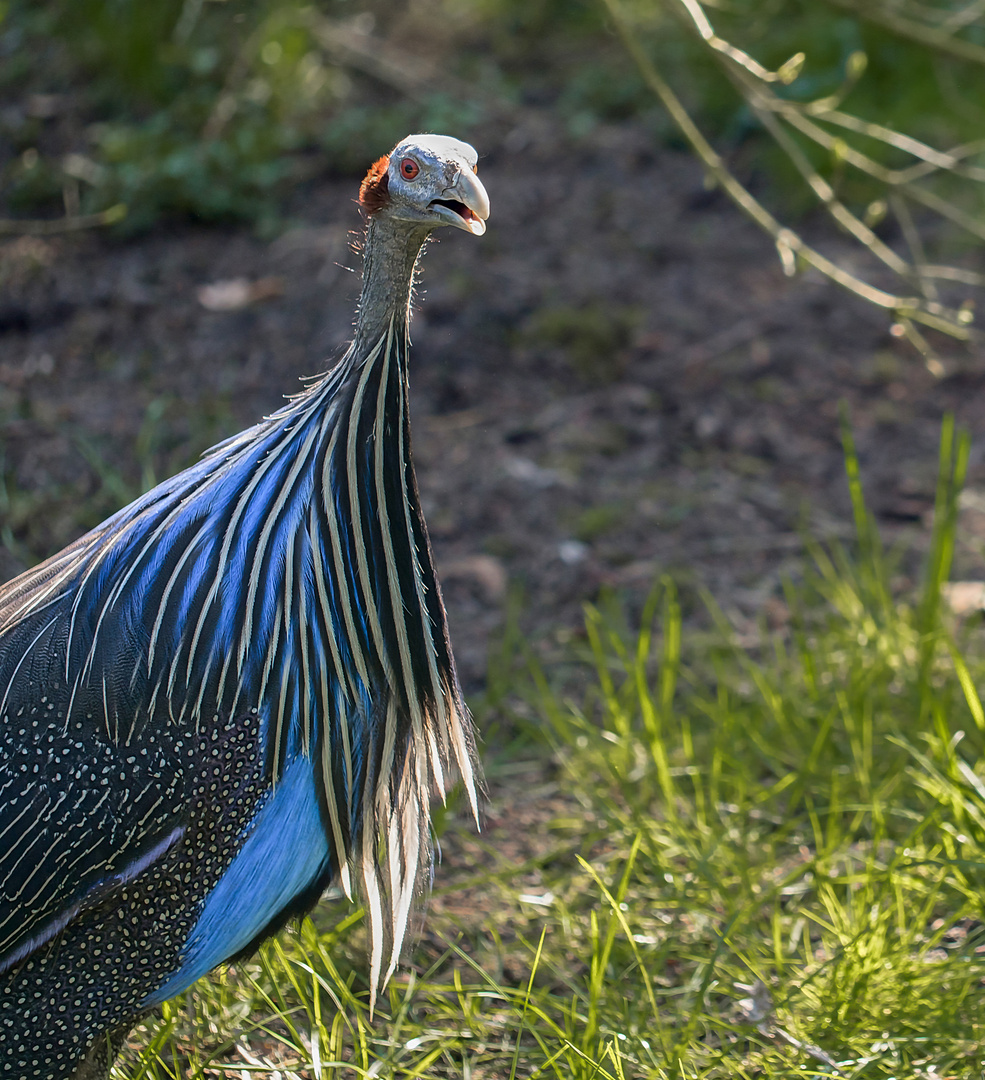 Geierperlhuhn 