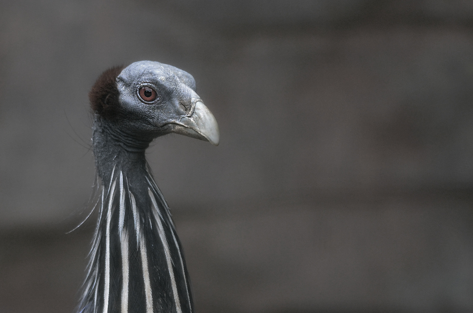 Geierperlhuhn