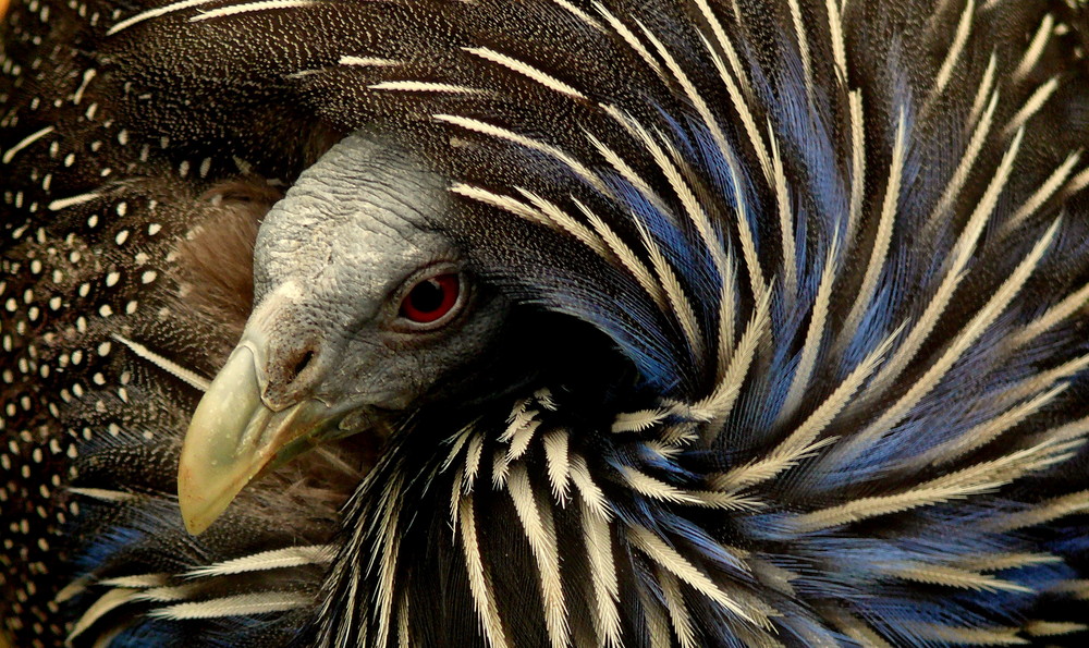 Geierperlhuhn