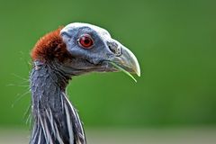 Geierperlhuhn mit Grashalm im Mund und Krümel am Auge