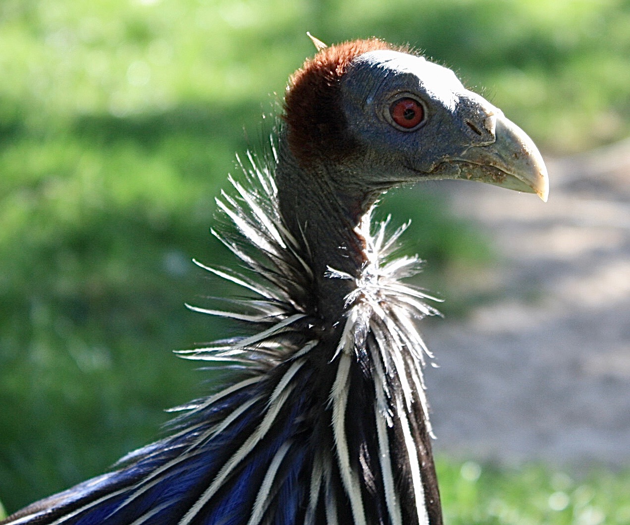 Geierperlhuhn Porträt