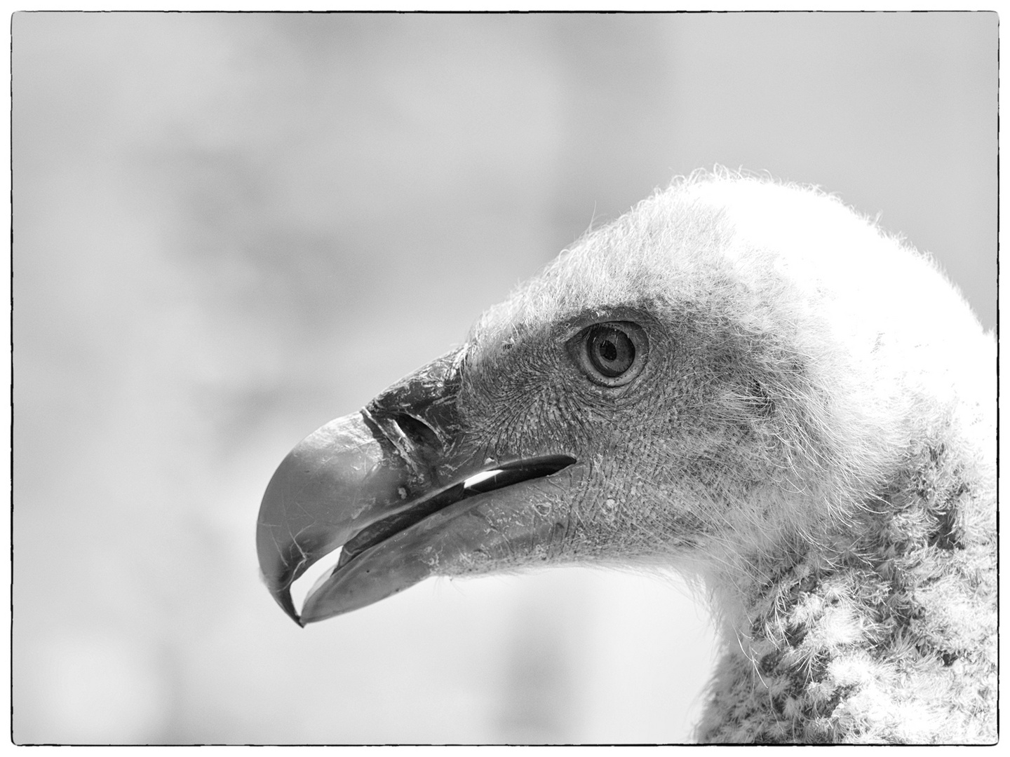 Geier_Portrait