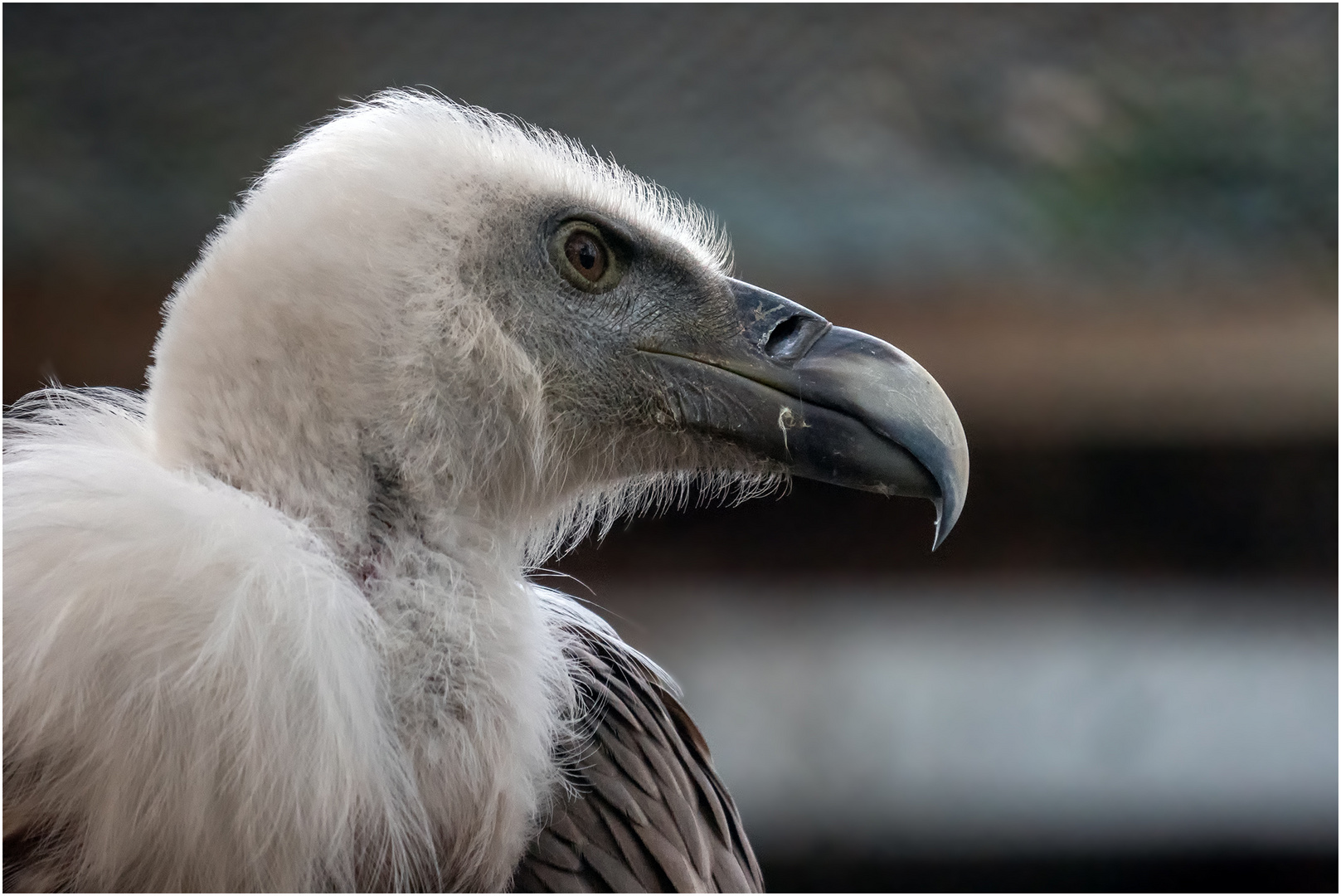 Geierportrait