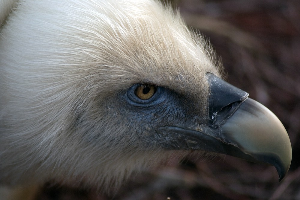 Geierportrait