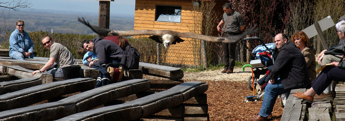 geiers sturzflug