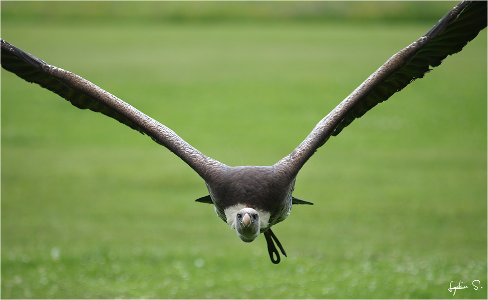 ...Geier(s) Sturzflug...