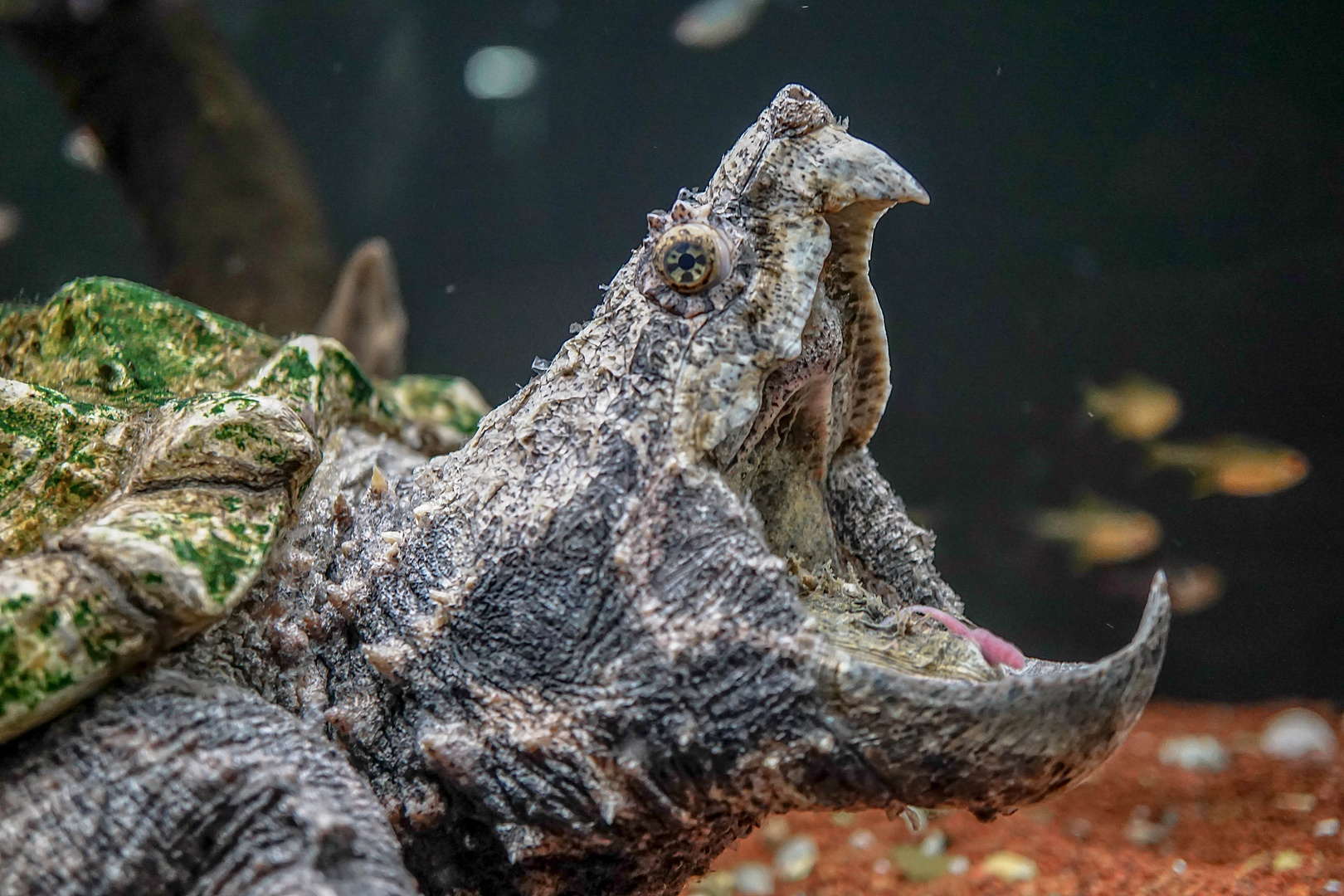 Geierschildkröte