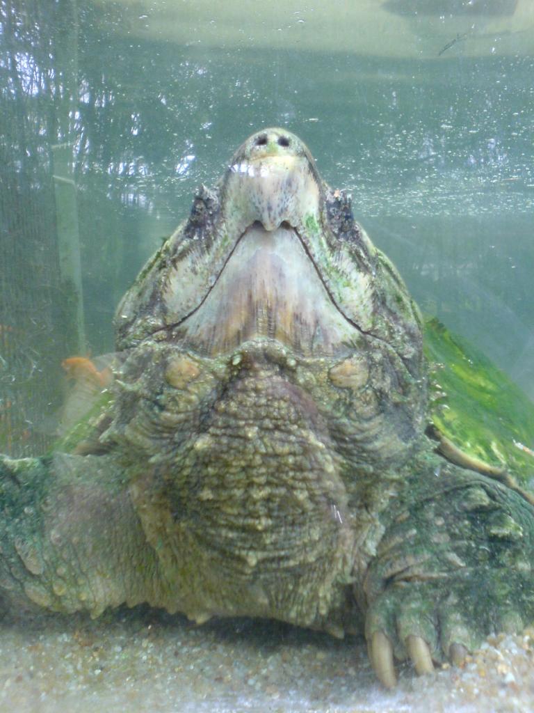 Geierschildkröte Insel Penang Schmetterlingfarm