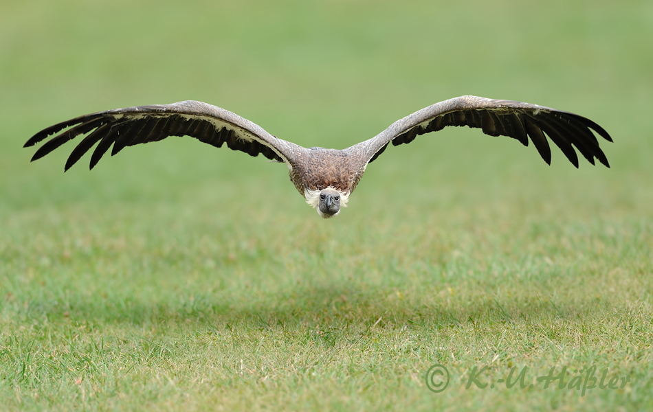 Geiersturzflug