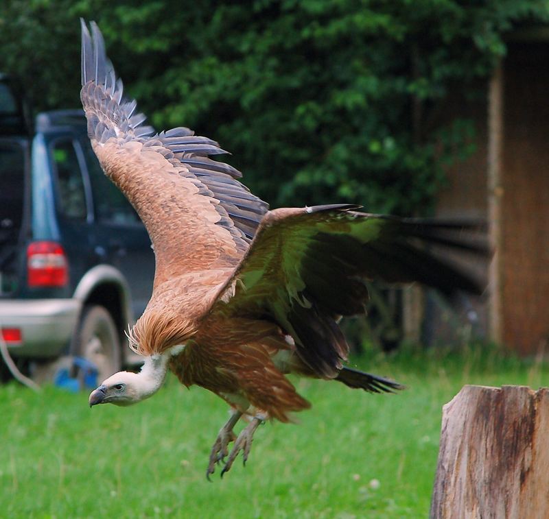 Geiersturzflug auf einer Flugshow